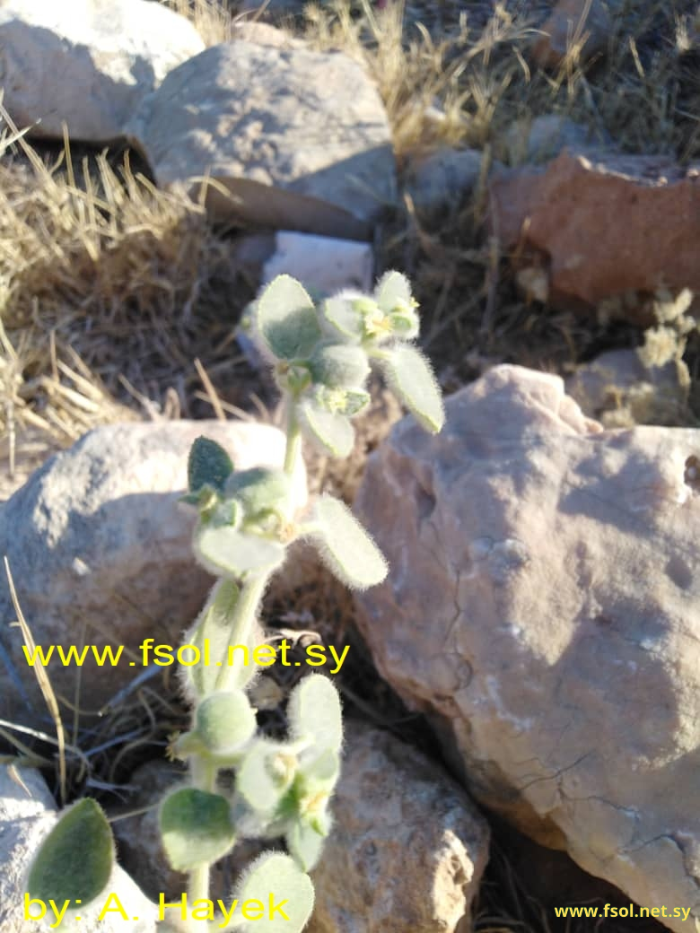 Euphorbia petiolata Banks et Sol.